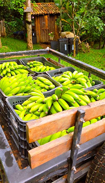 Bananas orgânicas