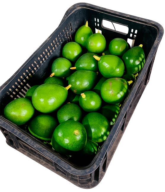 Abacate Orgânico