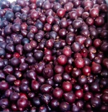 Araçá Roxo Orgânico