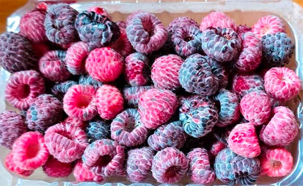Framboesa Orgânica
