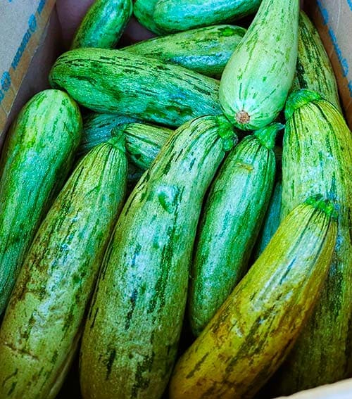 Abobrinhas orgânicas