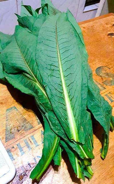 Almeirão orgânico