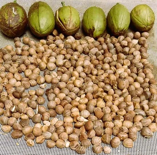 Castanha do Brasil orgânica