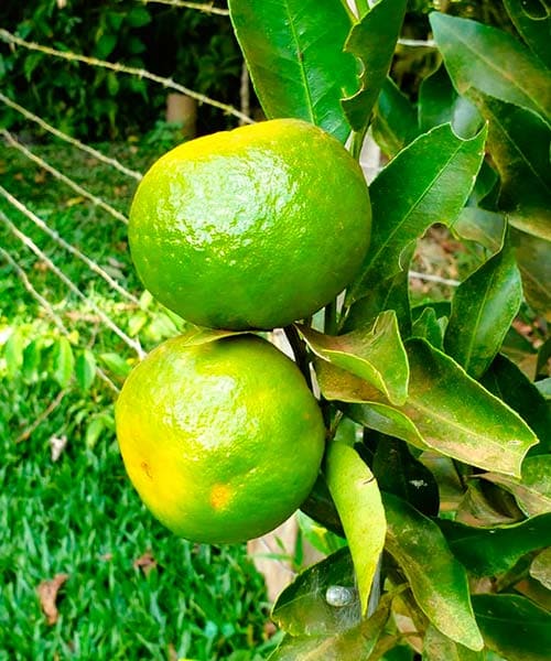 Mexericas orgânicas