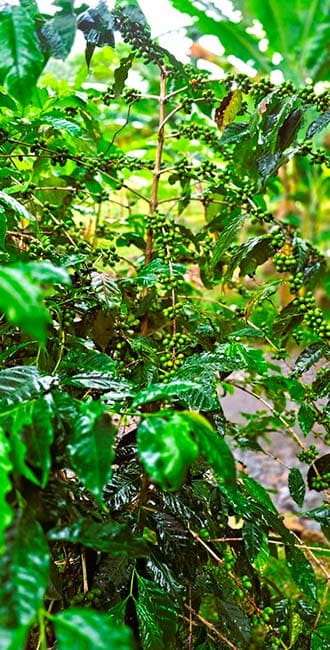 Pé de café orgânico