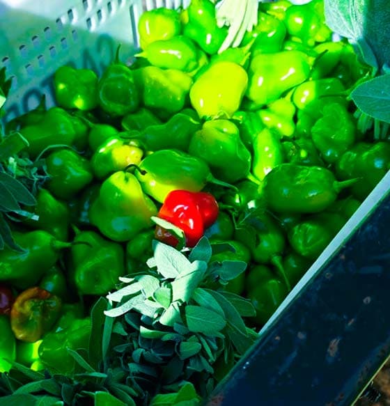 Pimenta cambuci orgânica